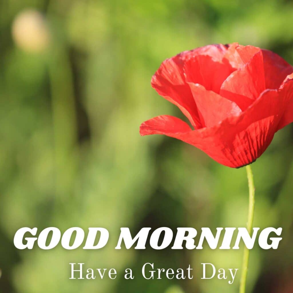 Beautiful Good Morning image with a rose - zero motivational