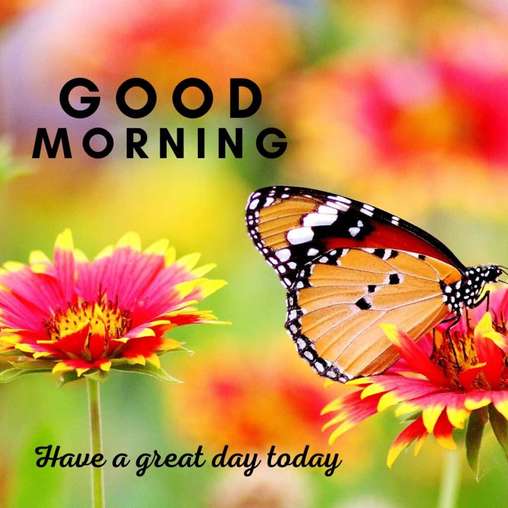 Beautiful Good Morning image with butterfly - zero motivational