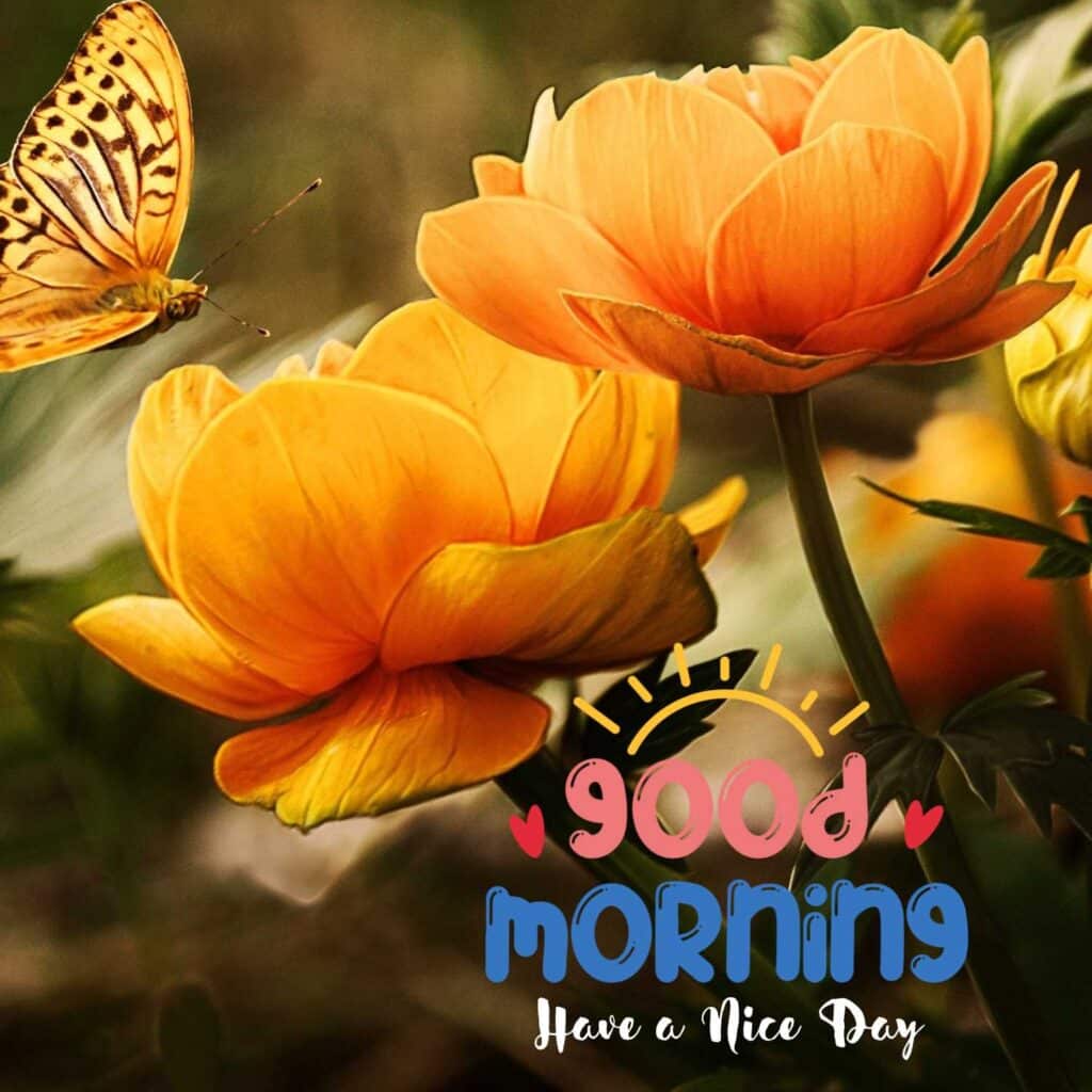 Beautiful Good Morning image with orange flowers - zero motivational