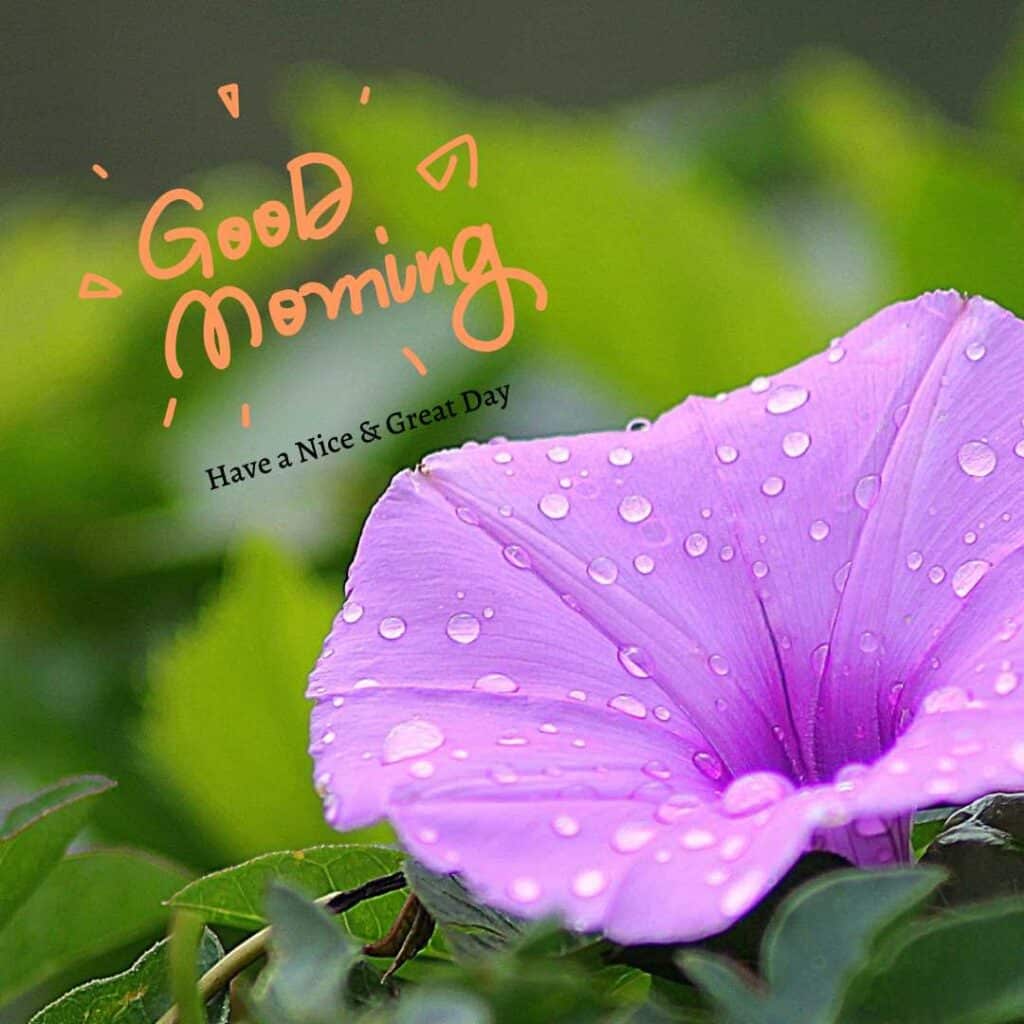 Beautiful Good Morning image with purple flower  - zero motivational