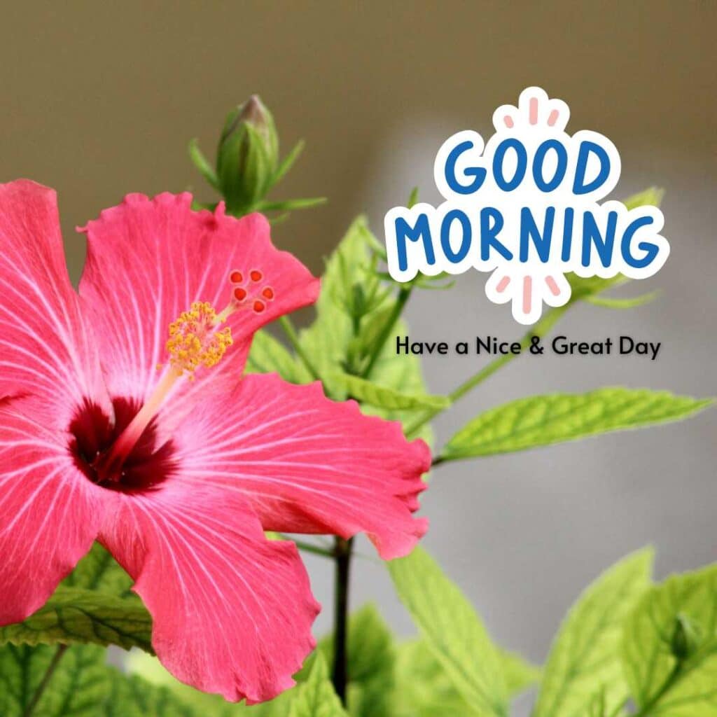 Beautiful Good Morning image with red flower- zero motivational