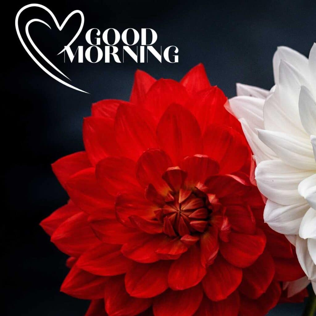 Beautiful Good Morning image with red & white flower  - zero motivational