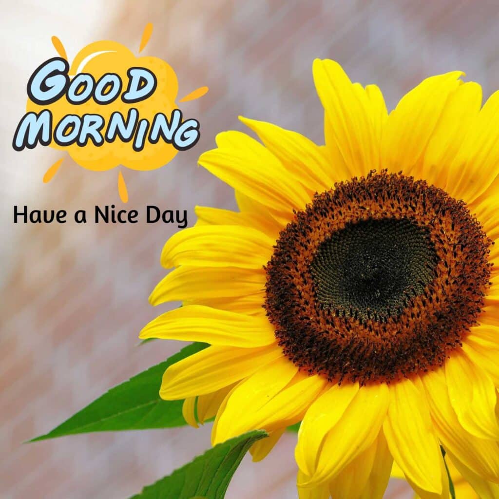 Beautiful Good Morning image with sunflower - zero motivational