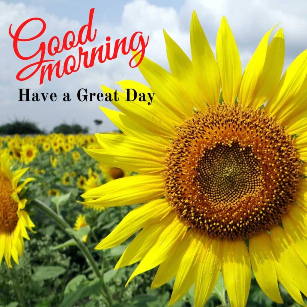 Beautiful Good Morning image with sunflowers - zero motivational