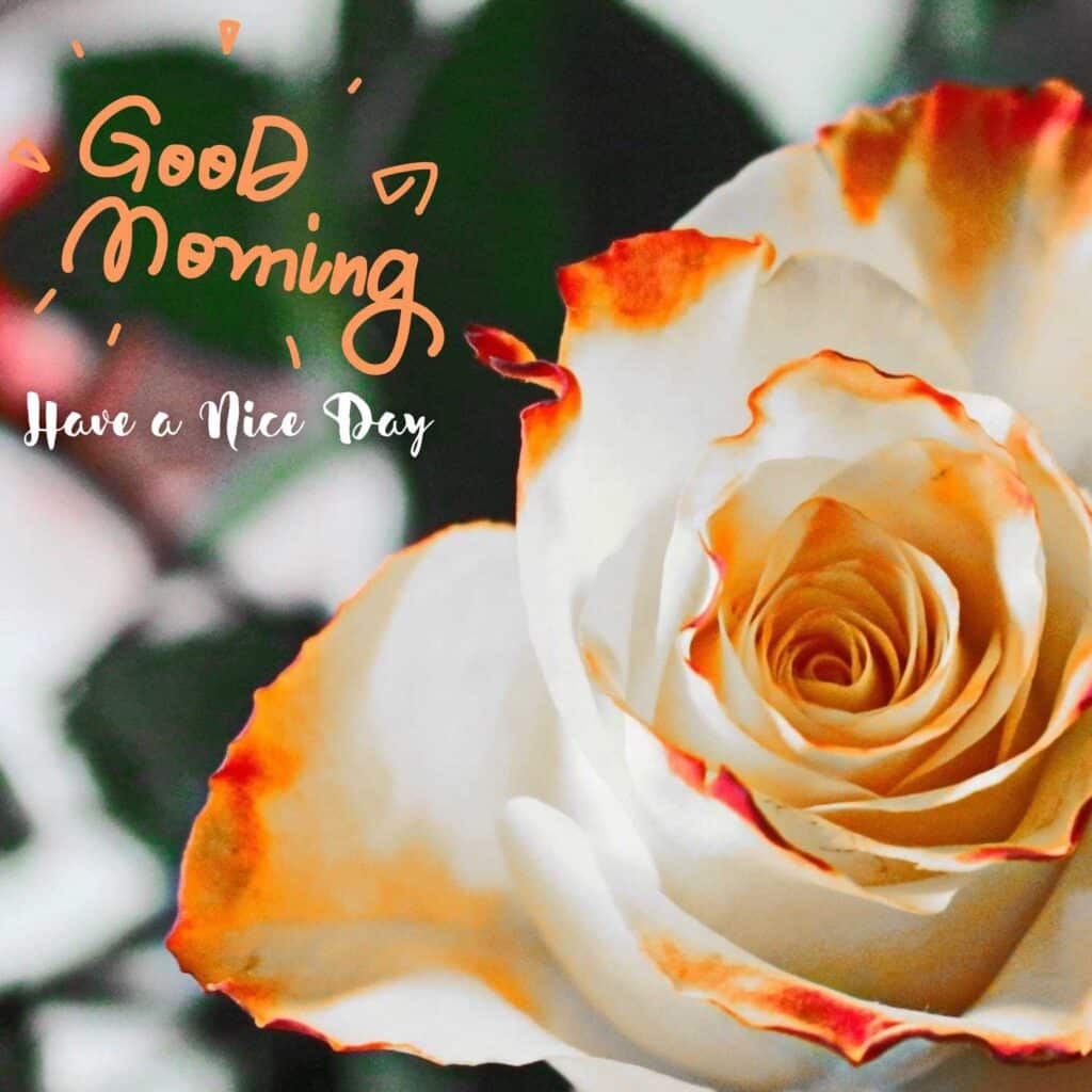 Beautiful Good Morning image with white orange rose - zero motivational