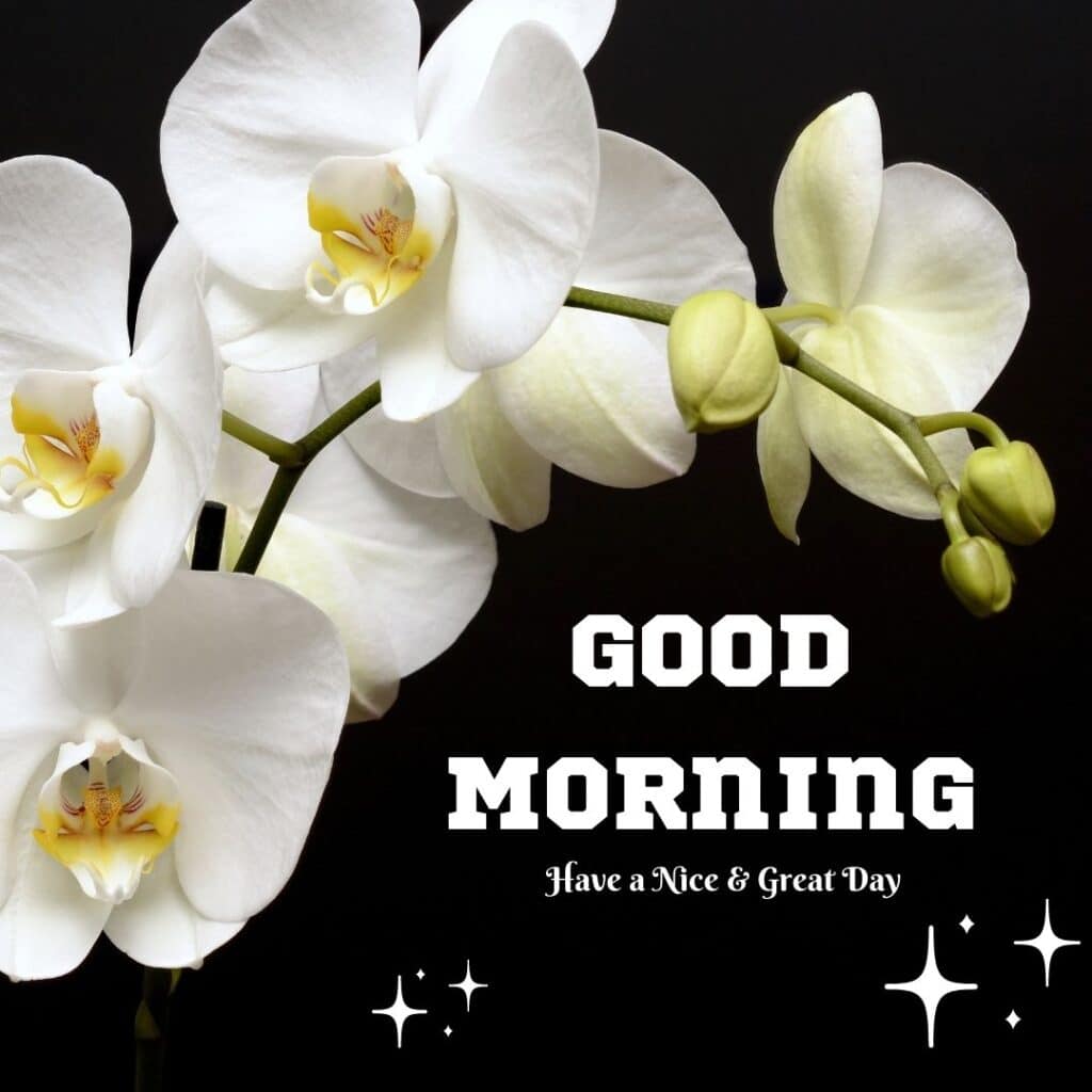 Beautiful Good Morning image with white flower - zero motivational