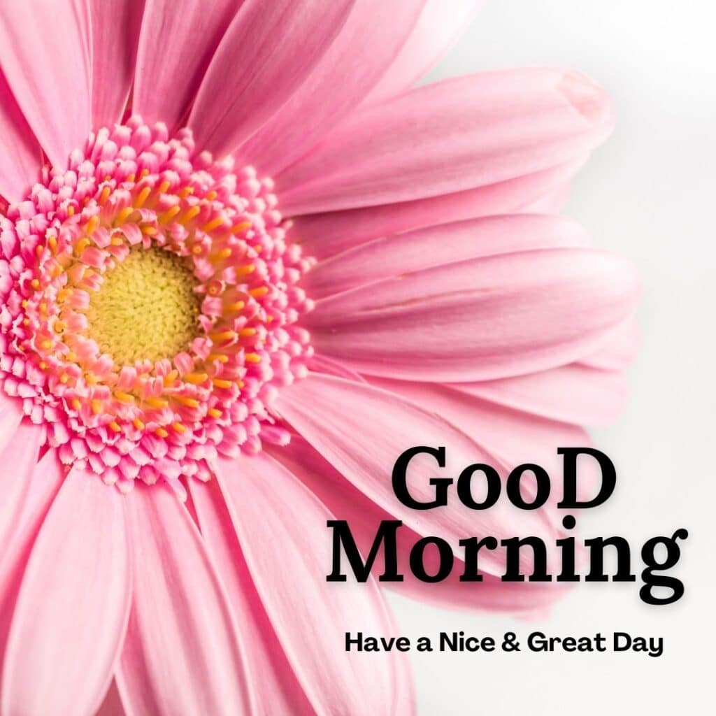 Beautiful Good Morning image with pink flower  - zero motivational