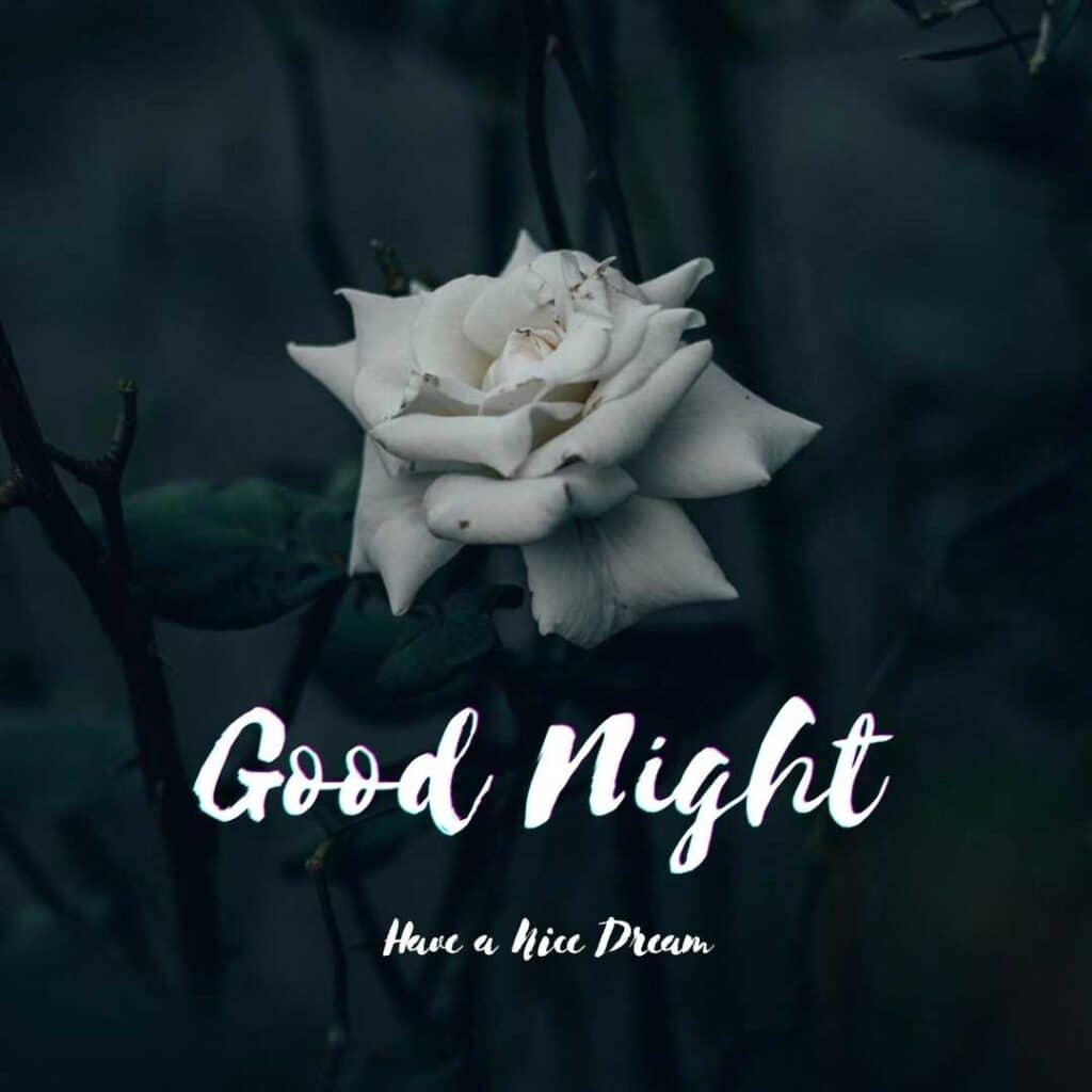good night images with white rose - zero motivational