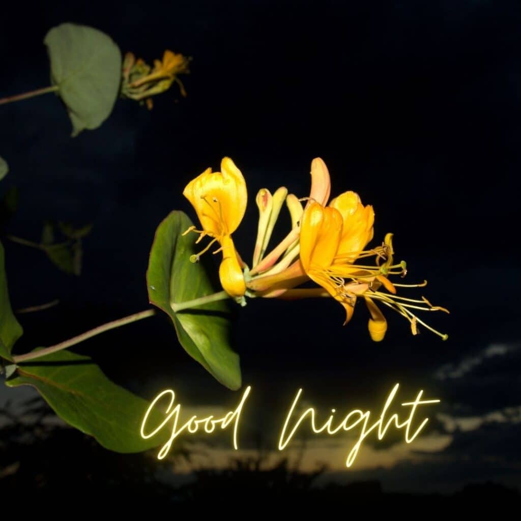 good night image